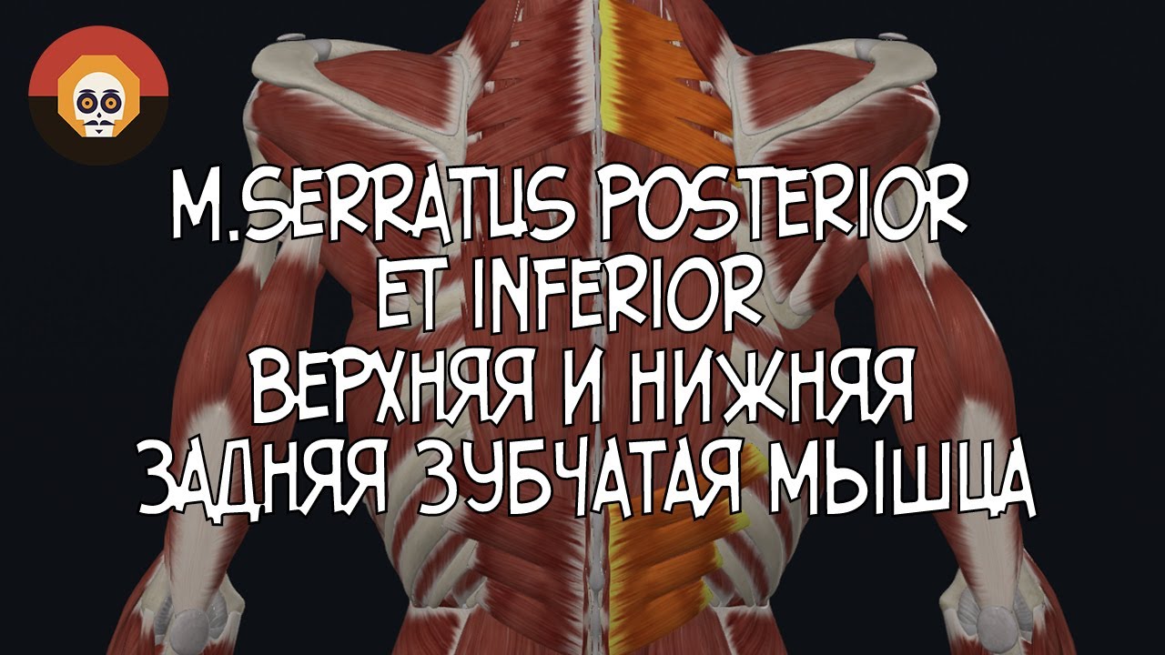 Верхняя и нижняя задняя зубчатая мышца (mm. serratus posterior superior ...