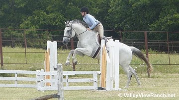 Texas Thunder - riding over fences #5 - ValleyViewRanch.net