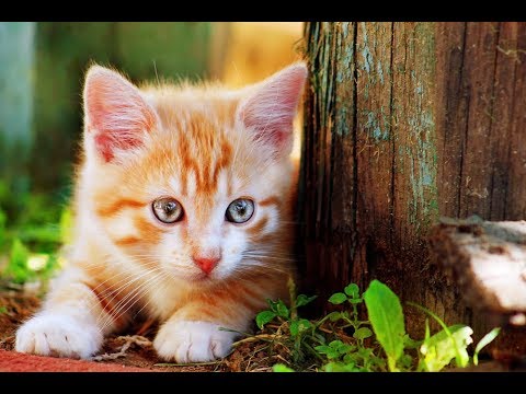 What Causes Kitten