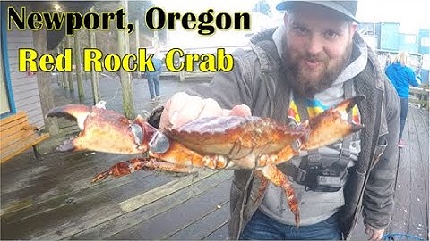 Crabbing Newport Historic Bayfront During King Tides I Red Rock Crab Catch & Cook I Ft. GoatinAround