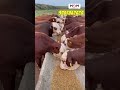 💥 இந்த மெஷின் use பண்ணா லாபம் guaranteed! - Pellet Making machine #shorts #reels #cattlecare