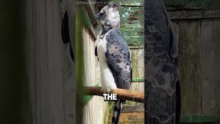 Harpy Eagle: Nature’s Ultimate Power Flyer! Harpy Eagle: Nature’s Ultimate Power Flyer!