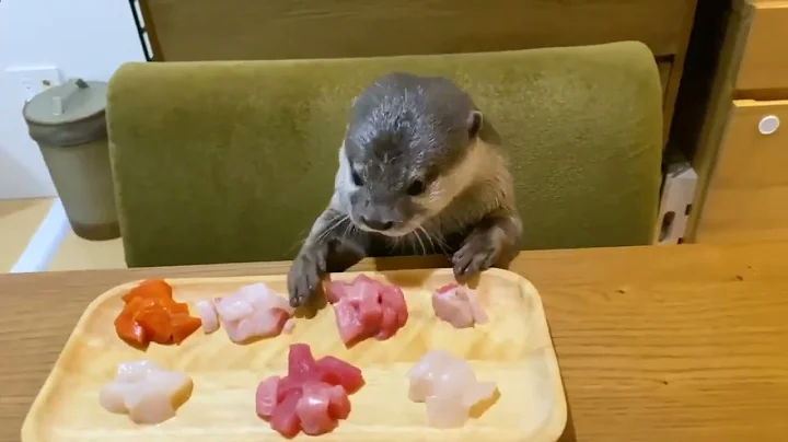 Otter's birthday))) _ Domestic Otter