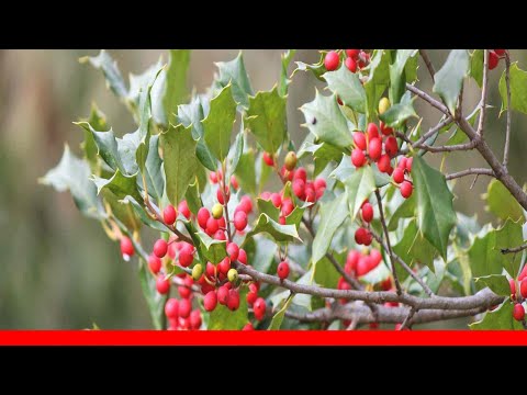 Video: ¿Qué es un acebo possumhaw? Consejos para cultivar plantas de acebo de hoja caduca