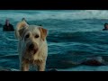 #carton#dog#sea#anime#dog in sea#video