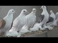 Коллекция чистарей. у Дениса в Тамбове#голубироссии#russianpigeon#голуби