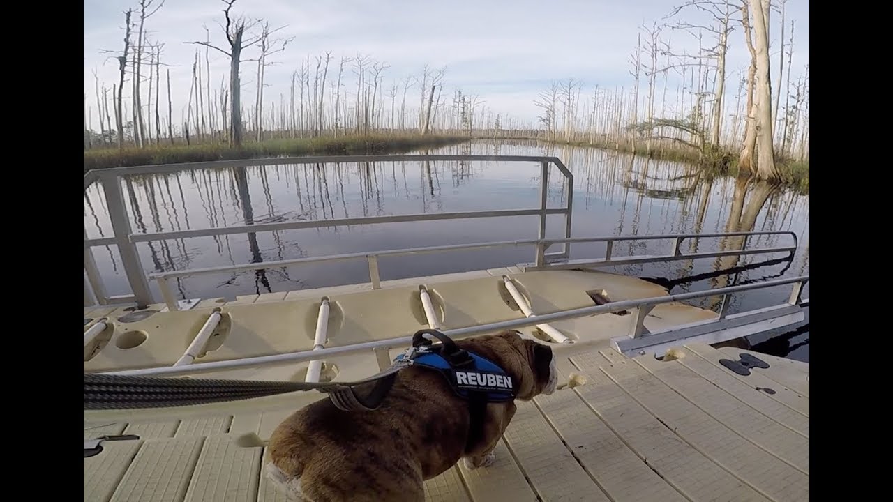 Reuben the Bulldog: Over the River british bulldog price