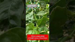 citrus care fact points and awareness || plant care || lemon care shortsshortsvideotrending