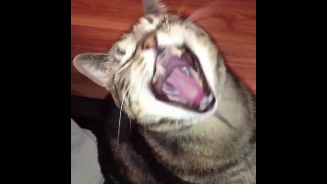 accounts google Oh FISH 🐟 ALL 🐾PURROTEST BARRAGE😤🙈🙊🙉😾