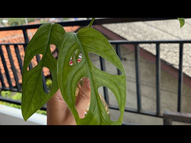philodendron squamicaule blushing Philodendron squamicaule – Foliage Factory