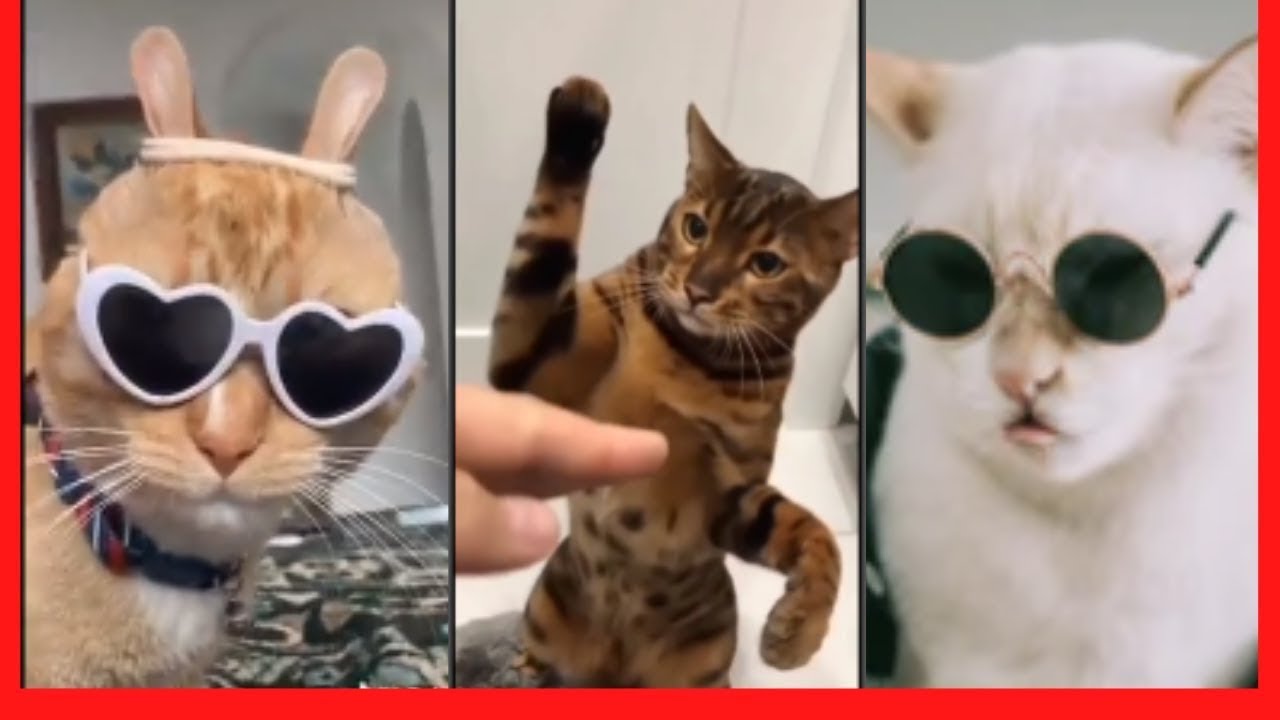 Cat Video Compilation Funny Animal Moments Funny Pet Videos Healthy ...
