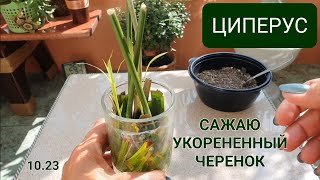 Выращивание Циперуса из черенка