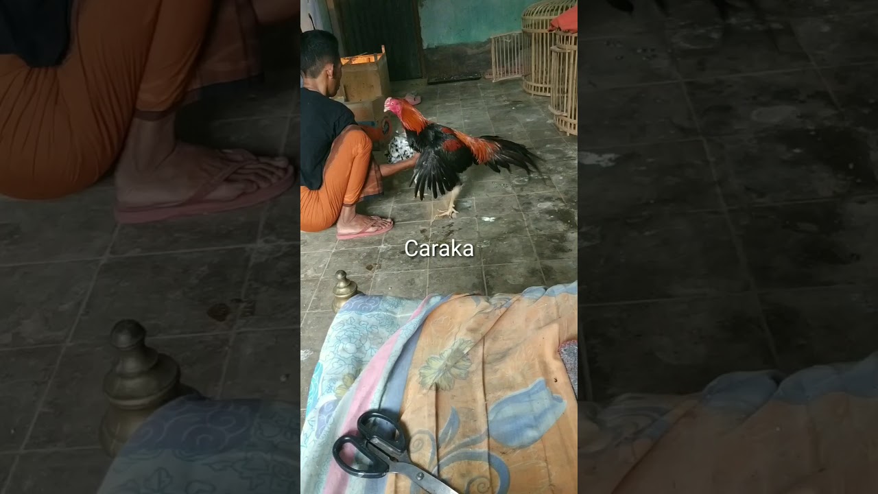 Cara mengawinkan ayam yg baik 