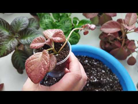 Видео: Episcia Flame Violet Комнатные растения - Как вырастить огненно-фиолетовое растение