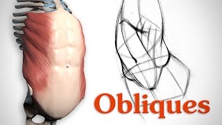 How to Draw Obliques - Anatomy and Motion