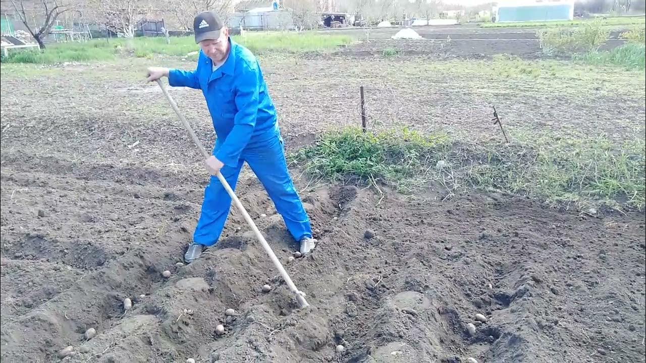 Сажаем картошку песня. Сажать картошку. Тын тын тын жарим картошку. Сажать картошку на лыжах. Способы посадки картофеля.
