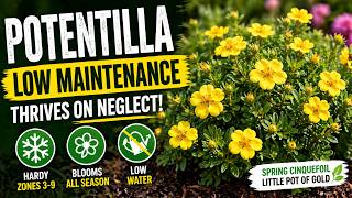 Potentilla: The EASIEST Low-Maintenance Shrub You’ll Ever Plant Wealth