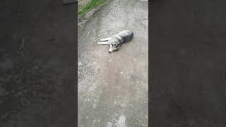 Нашел собаку, она валялась на дороге by Сибирский Хаски Петербург 6,506 views 2 weeks ago 1 minute, 5 seconds