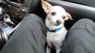 We have to get rid of Elvis!! (Vlog Day 8)
