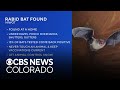 Bat found at Colorado home tests positive for rabies
