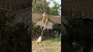 How Eagle Training #eagles #amazing #training #hunting