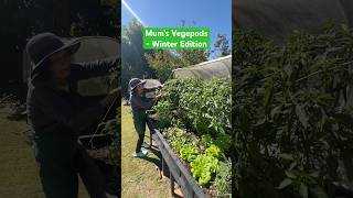 Mum’s Vegepod in Winter & What We Cooked #raisedbedgardening #growyourownfood #gardentotable #garden