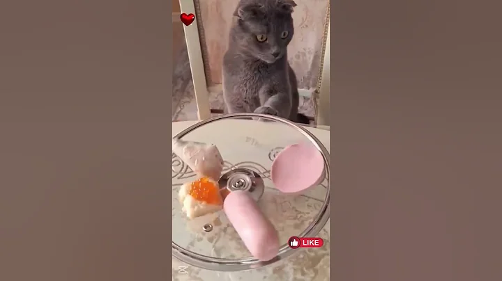 Watch the video about 😻Funny cats. Cats are bullies! Cool video! #funnycat #cat #tricks #Incredible #bullies #short