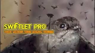 Download Sp. Swiftlet Pro!!! Suara panggil Walet Kualitas Bersih & Jernih