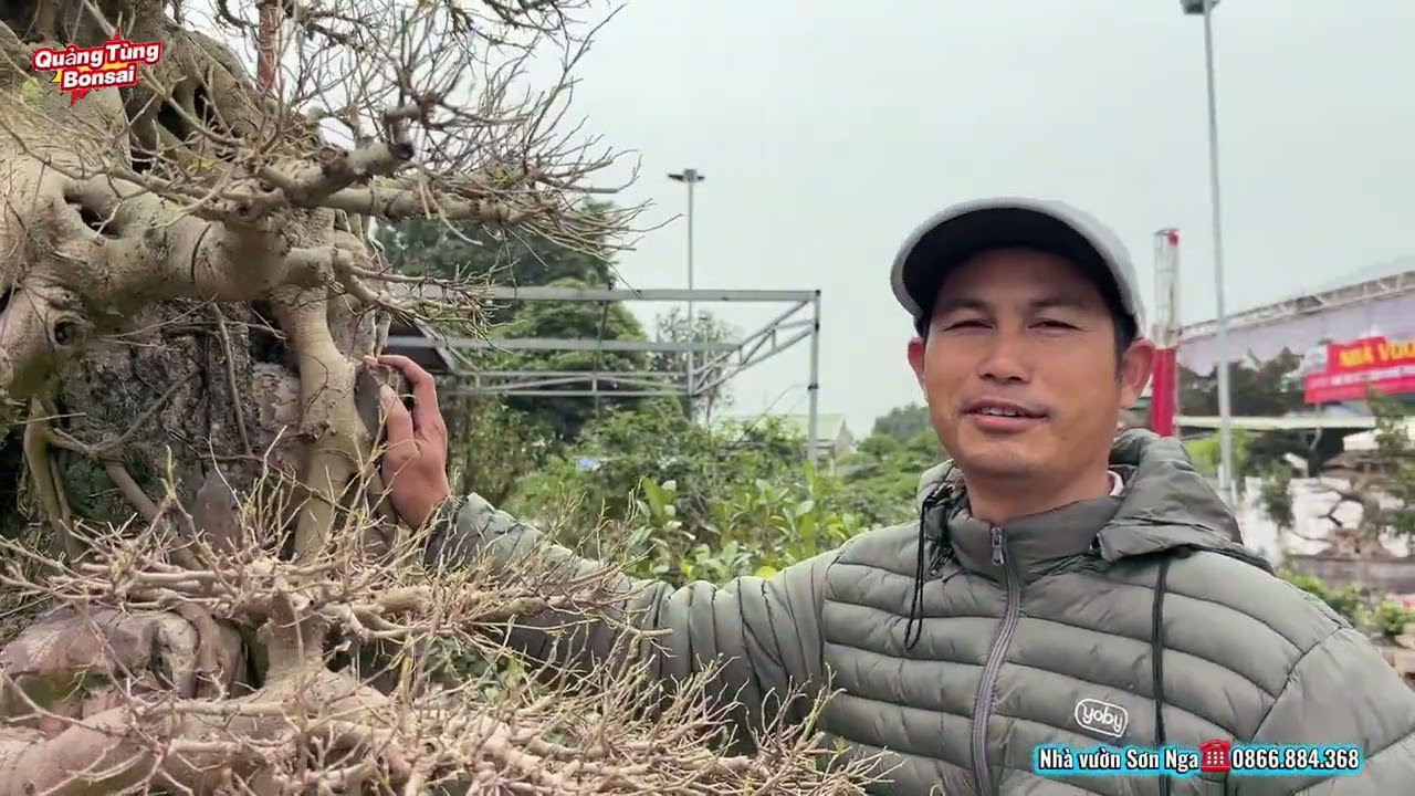 DÀN PHÔI TẠI NHÀ VƯỜN SƠN NGA CHIA SẺ QUÝ VỊ | Quảng Tùng