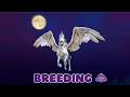 𝗣𝗲𝗴𝗮𝘀𝘂𝘀 Breeding 🪽 𝗦𝗵𝗼𝘄𝗺𝗮𝗻𝘀𝗵𝗶𝗽 Update ✨ Star equestrian