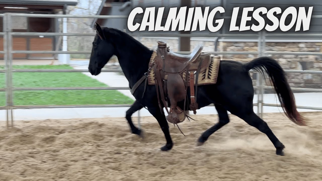 Horse Training | Calming Lesson