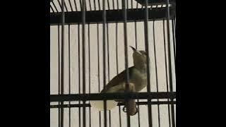 Konin betina gacor, tembakan mantenan