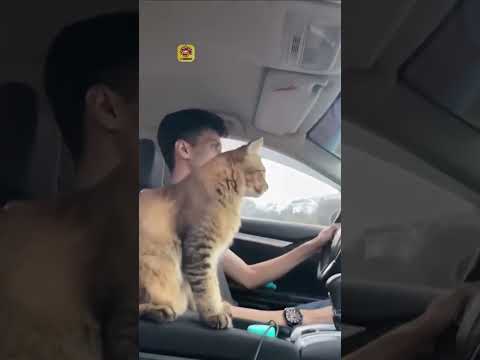 Animals Funny Funnyanimals