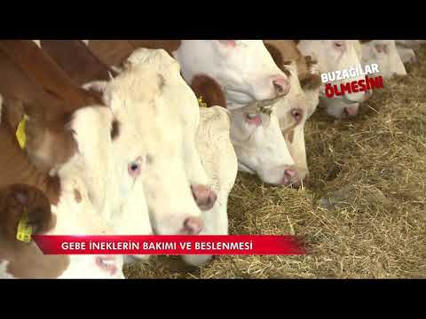 Buzağılar Ölmesin - Gebe İneklerde Bakım ve Besleme