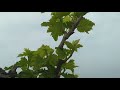 Namdev dada grapes farm walwa   pandurang mali  sanket mali 