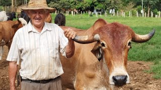 Ele Com 71 Anos Tira 90 Litros De Leite e Engorda Mais de 30 Porcos Um Sítio Com Muita Fartura