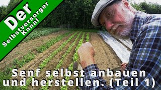 Senf selbst anbauen und herstellen (Teil 1)