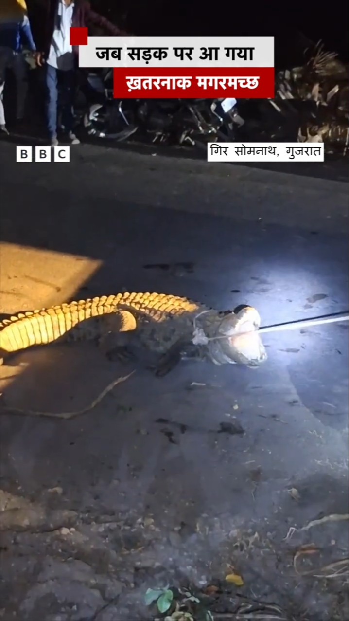जब सड़क पर Crocodile को देख डर गए लोग, फिर ऐसे पकड़ा गया #crocodile #gujarat (BBC Hindi)