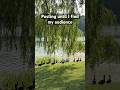 #nature #ducks #audience #parks #summer #toronto #torontolife #f1 #japan #canada #viral