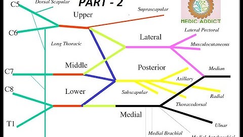 BRACHIAL PLEXUS | ANATOMY | SIMPLIFIED PART 2