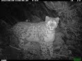 АЛТАЙ. Укок. В поисках снежного барса. Altai. Ukok. Snow leopard