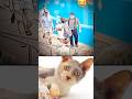 Funny Cat Video 😂😂😂#Shorts#Funkis #fails #memes