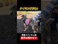 対処する"タイミング"を見極める! #散歩 #吠える #shorts