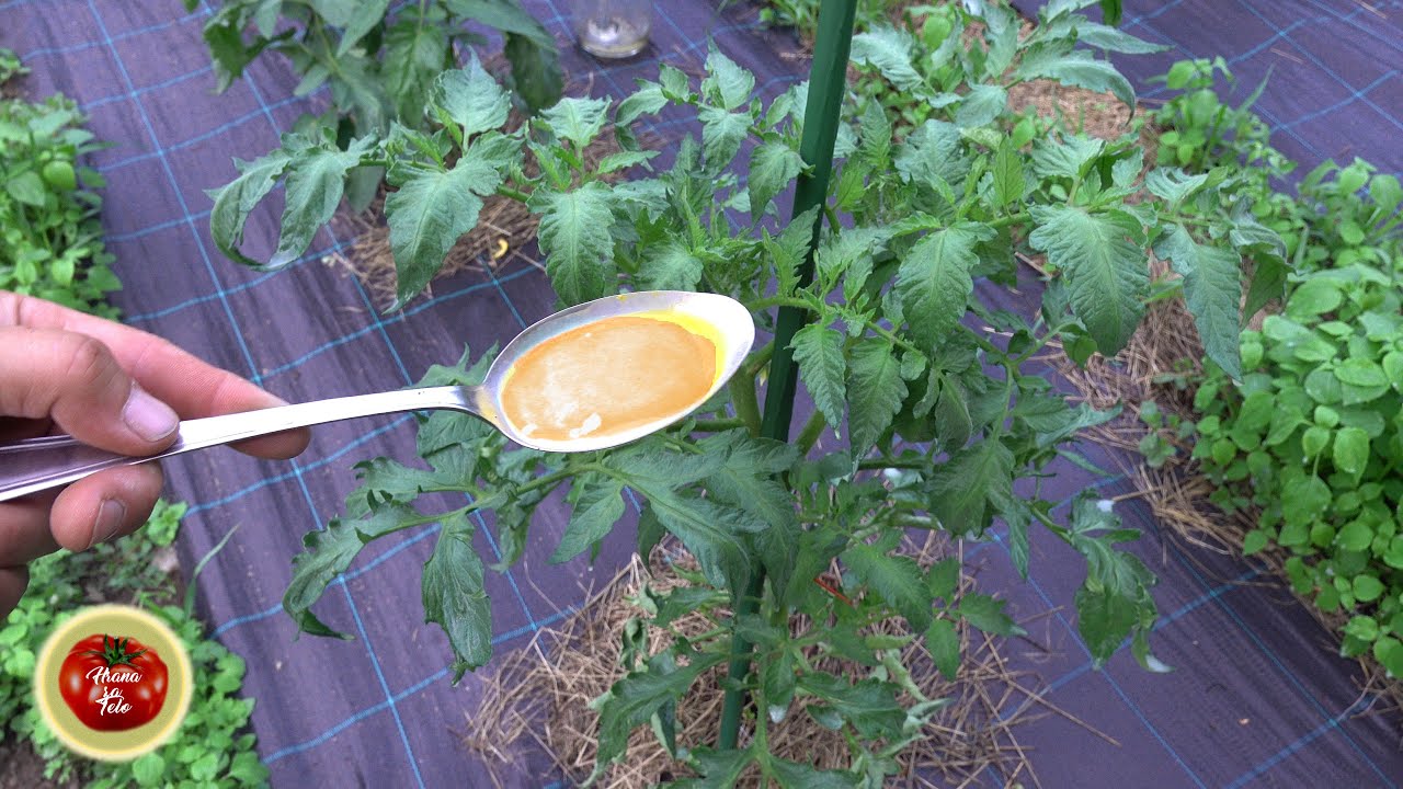 Это заставит помидоры одичать и убьет всех насекомых!