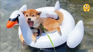 Funniest Videos 2023 🤣 Cute Cats and Funny Dogs 🐶😹 #26 by Happy Dog VN 51,575 views 1 year ago 8 minutes, 45 seconds