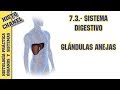 OyS 6.3.- SIstema Digestivo, Glándulas anejas