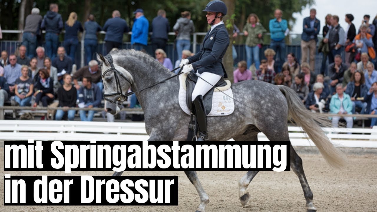 Dressurpferd mit Springabstammung | Melanie Tewes & Caracciola MT | Bundeschampionate 2019