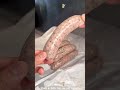 This will make you glorious