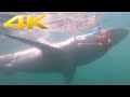 4K | Shark Cage Diving in South Africa