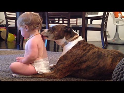 Vidéo: Bébés Et Animaux De Compagnie : 7 Conseils Pour Vivre Ensemble